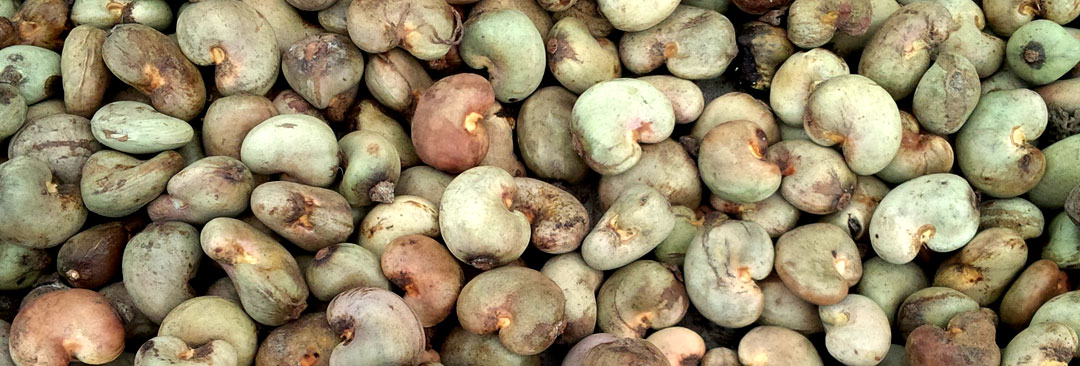 Cashew Nuts